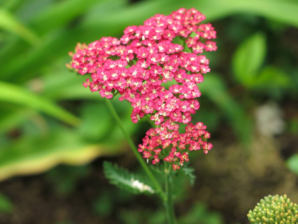 Flower Photo by WAE Artist, Mark L.